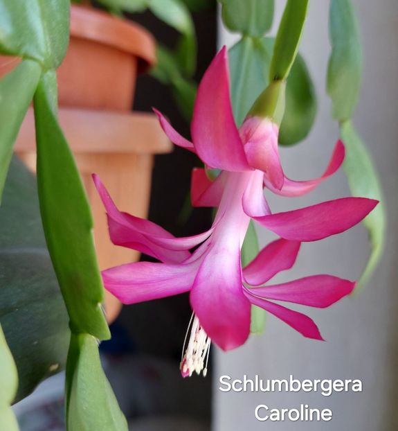  - 2025 - Schlumbergera - Crăciunița
