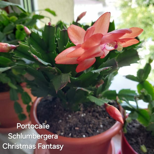  - 2025 - Schlumbergera - Crăciunița