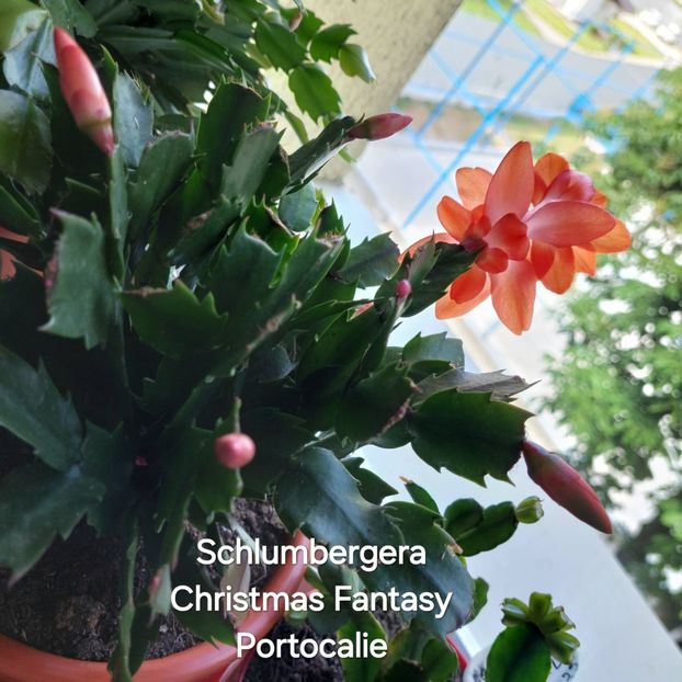  - 2024 - Schlumbergera - Crăciunița