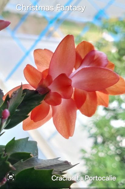 Screenshot_20250509_150831_Gallery - 2025 - Schlumbergera - Crăciunița