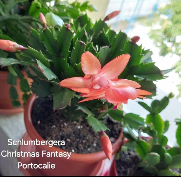 Screenshot_20250509_151033_Gallery - 2024 - Schlumbergera - Crăciunița