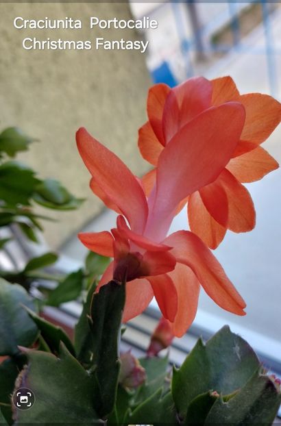 Screenshot_20250509_150900_Gallery - 2025 - Schlumbergera - Crăciunița