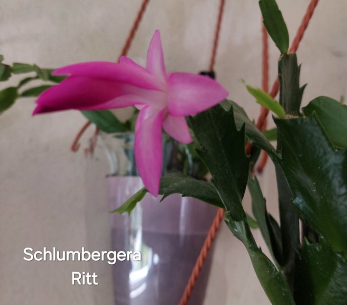  - 2025 - Schlumbergera - Crăciunița