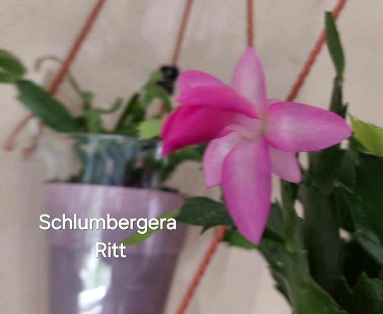  - 2025 - Schlumbergera - Crăciunița
