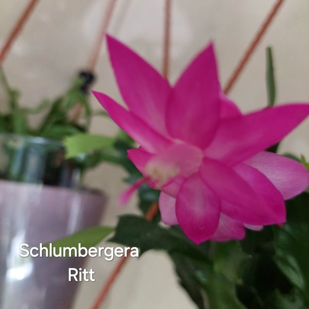  - 2024 - Schlumbergera - Crăciunița