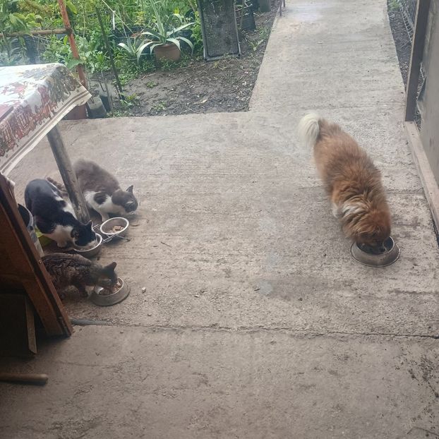 17.05.2025 - Animalute la Amara