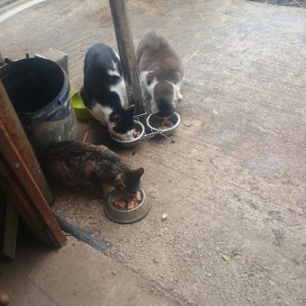  - Animalute la Amara