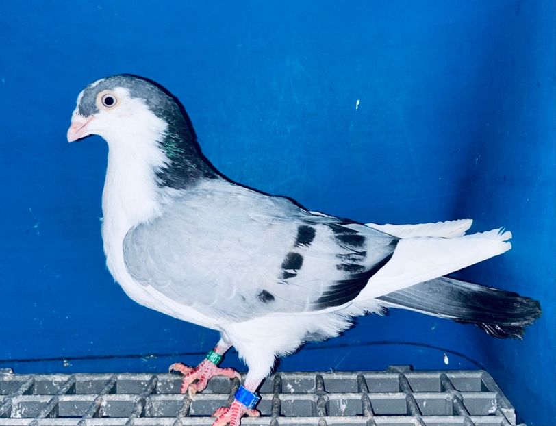 5031  Mascul  2025_1 - tineret 2025