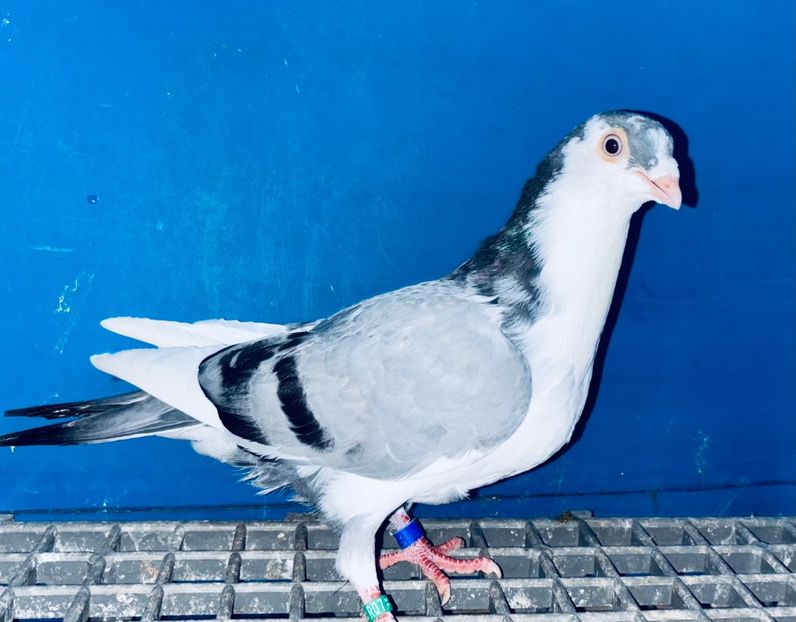 5031  Mascul  2025_2 - tineret 2025