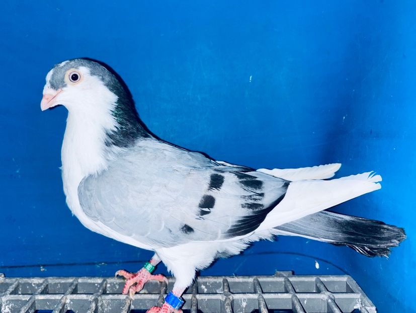 5031  Mascul  2025_3 - tineret 2025