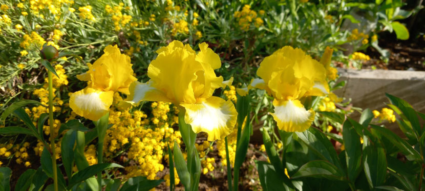  - 2025 - 01 - Primavara