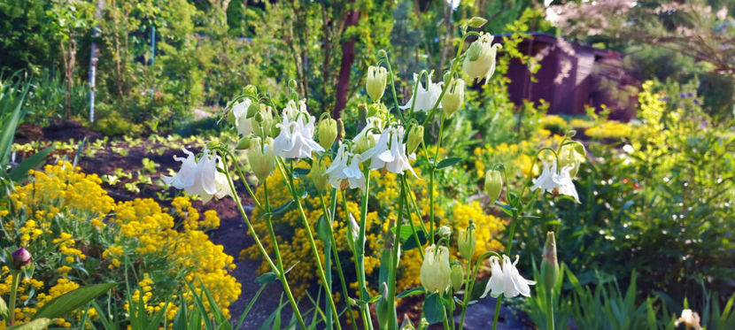  - 2025 - 01 - Primavara