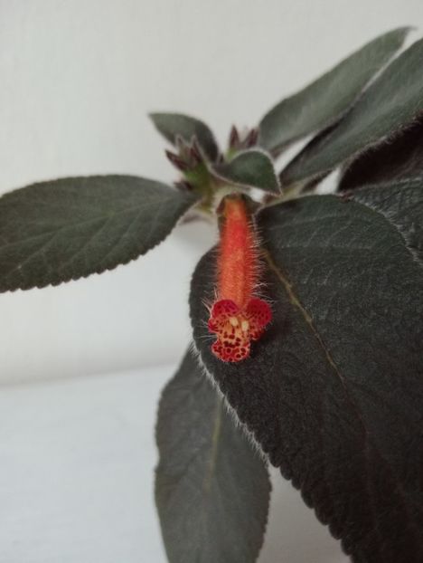 2025 - Kohleria 5 - Snakeskin