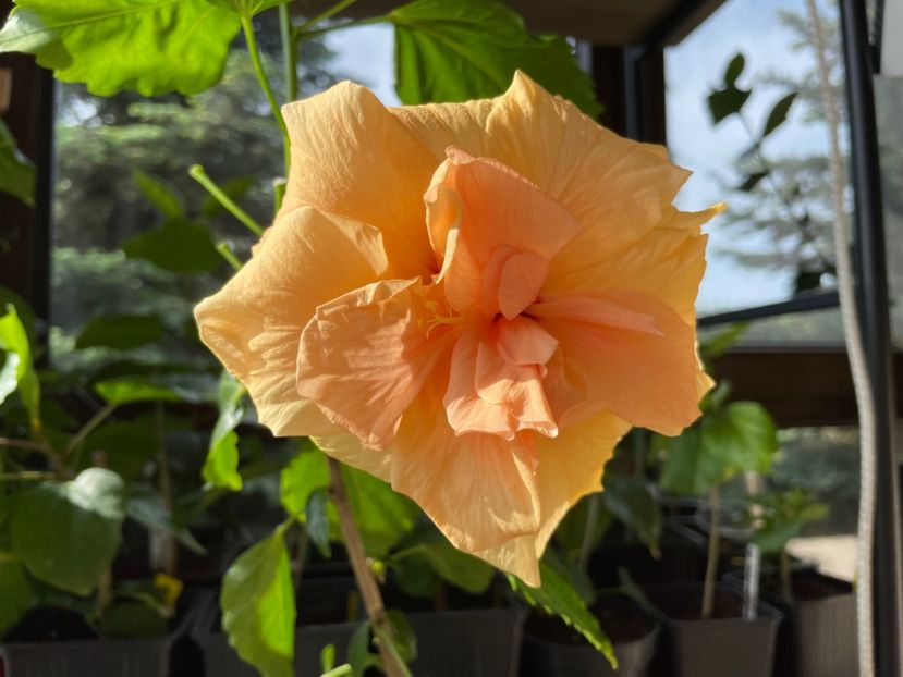  - 0006 - Hibiscusi 2025 - 1