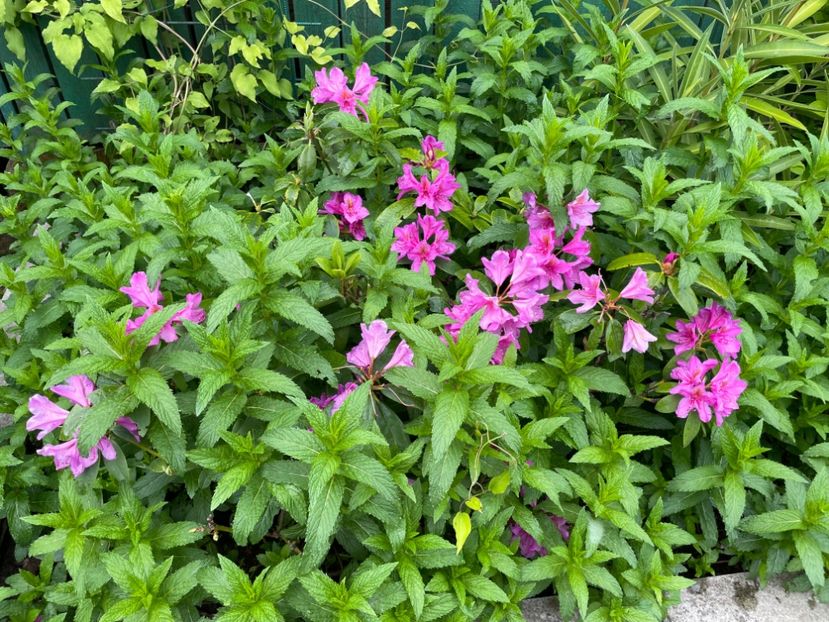  - 0005 - Gradina - 2025