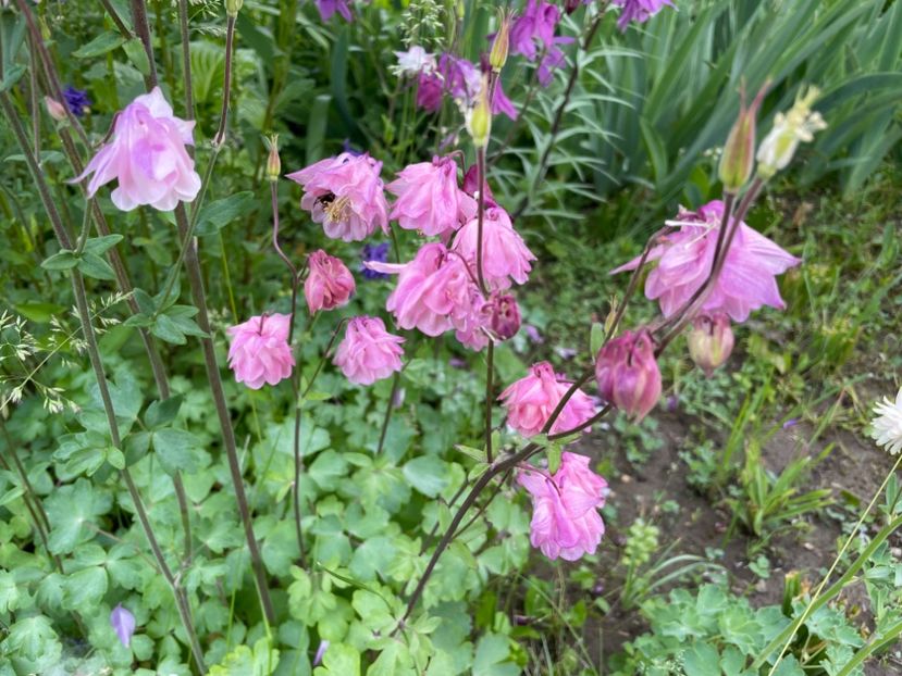  - 0005 - Gradina - 2025