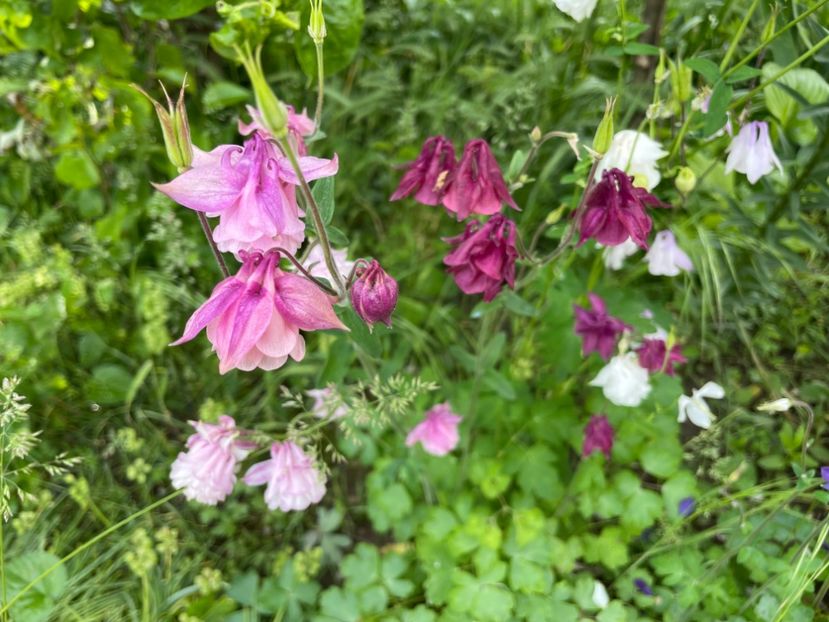  - 0005 - Gradina - 2025