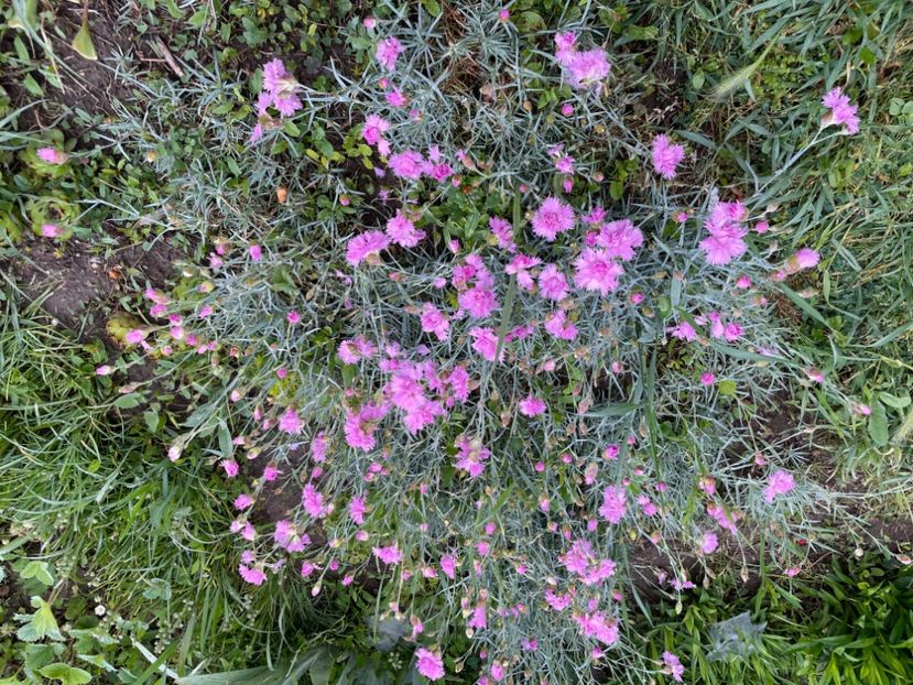  - 0005 - Gradina - 2025