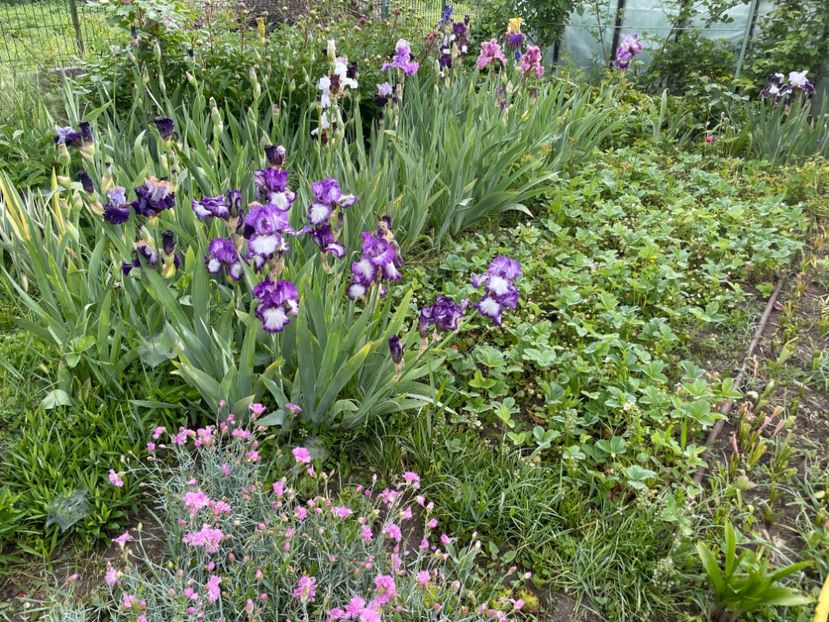  - 0005 - Gradina - 2025