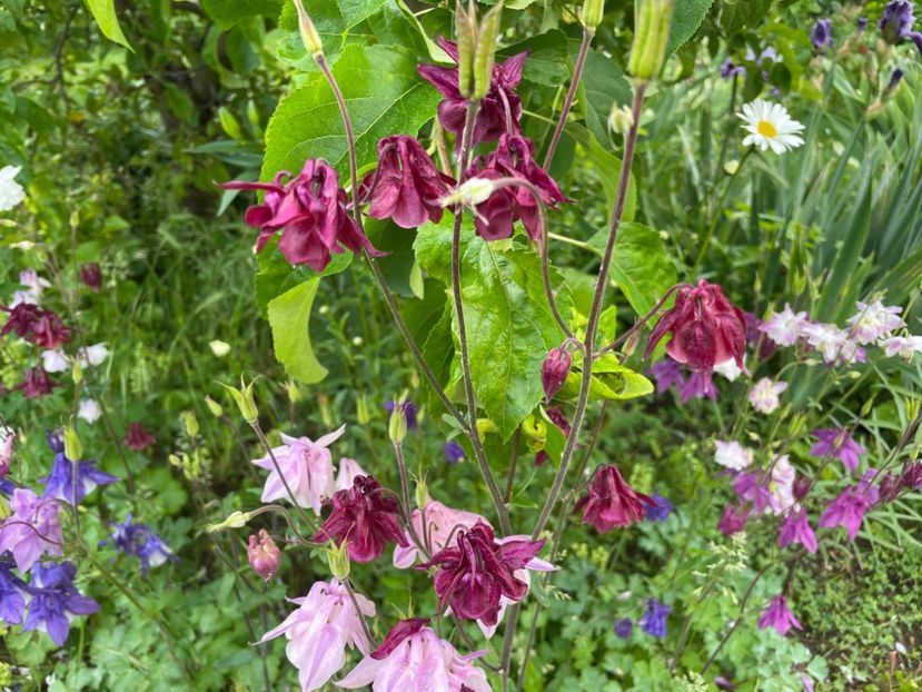  - 0005 - Gradina - 2025