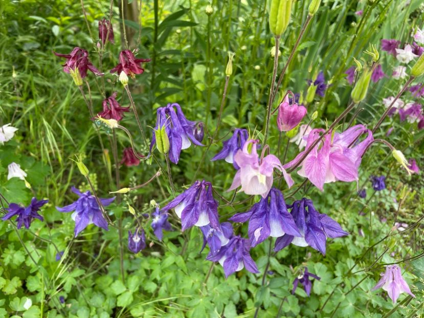  - 0005 - Gradina - 2025