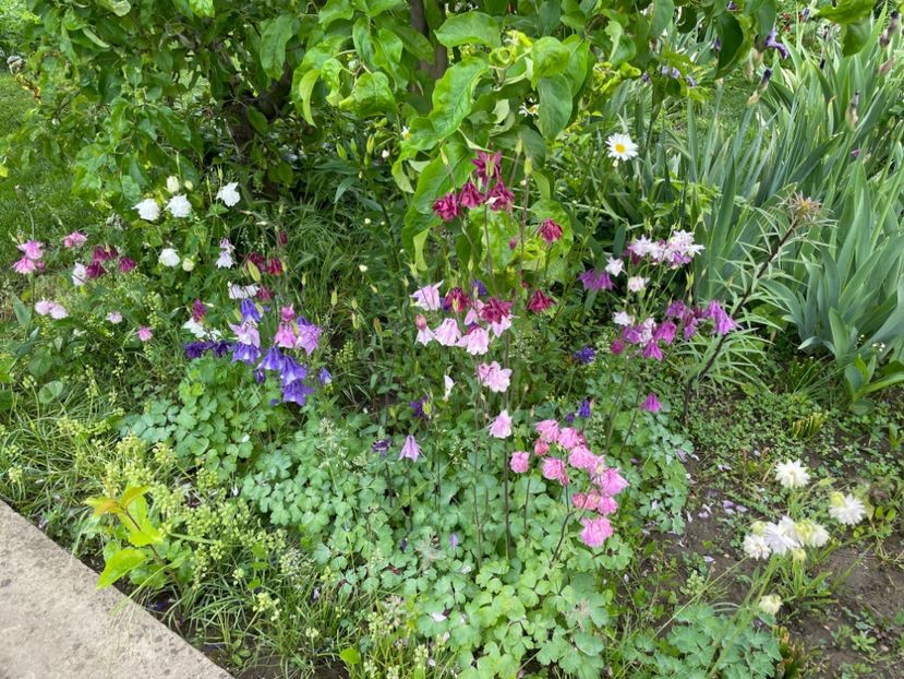  - 0005 - Gradina - 2025