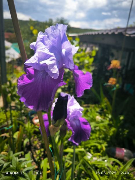 - Iriși mai 2025