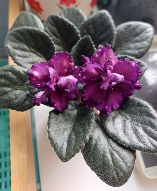 Mai 2025 - AE Milky Way