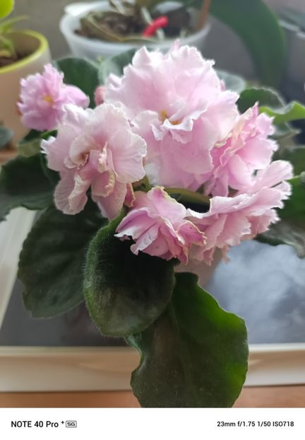 Mai 2025 - RS MANUELA