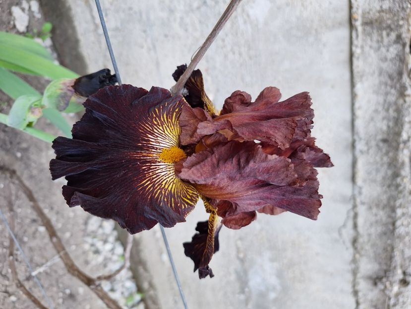 black walnut - 25 lei - disponibil irisi 2025