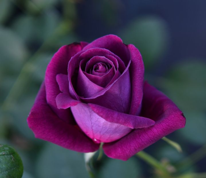 Parfum de Reve (tufa) 70 lei - Toamna 2025