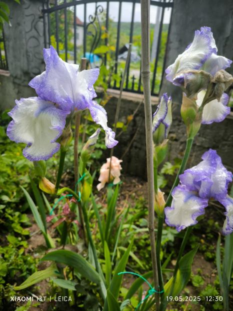  - Iriși mai 2025