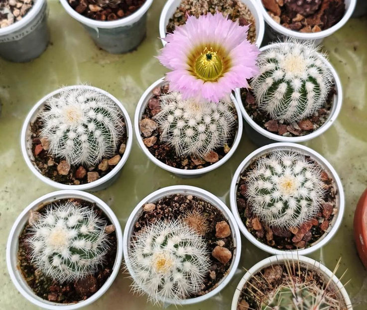 Echinocereus reichembachii albispinus - ECHINOCEREUS reichembachii albispinus