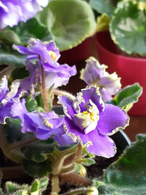  - VIOLETE