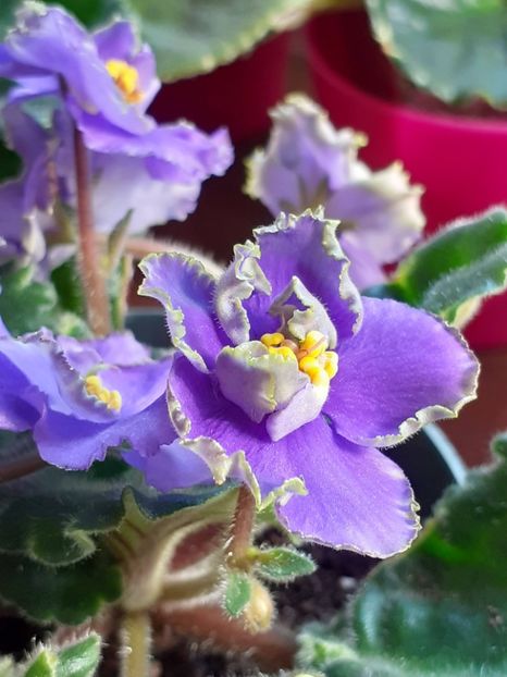  - VIOLETE