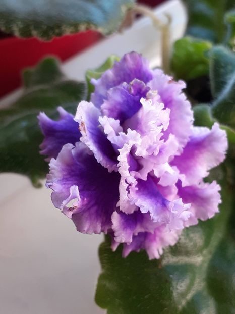  - VIOLETE