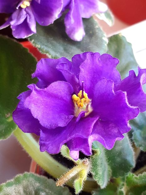  - VIOLETE