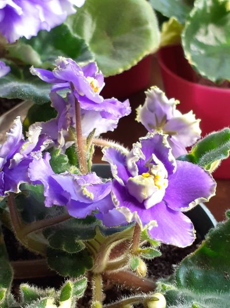  - VIOLETE