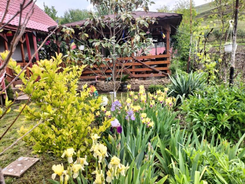 b92fda33-b39f-4b8f-bda4-8042ff508de8 - primavara 2025 la tara