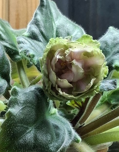  - EK Raspletalo Leto Kosy 2