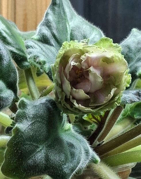  - EK Raspletalo Leto Kosy 2