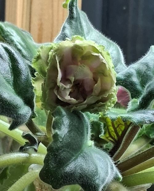  - EK Raspletalo Leto Kosy 2