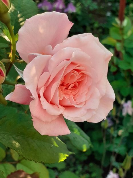  - Rose de Tolbiac