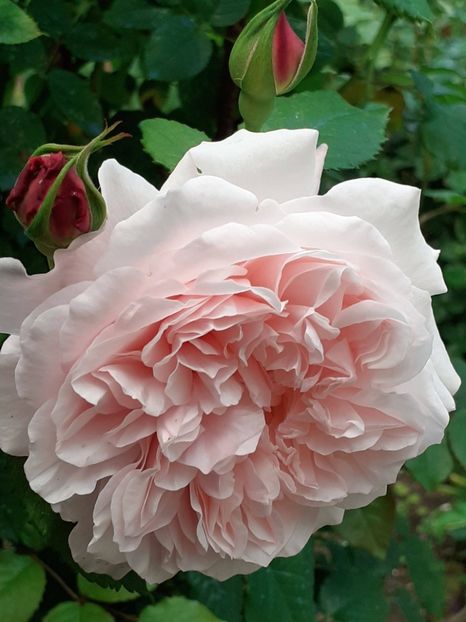  - Rose de Tolbiac
