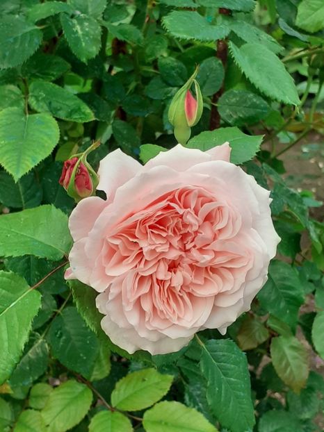  - Rose de Tolbiac