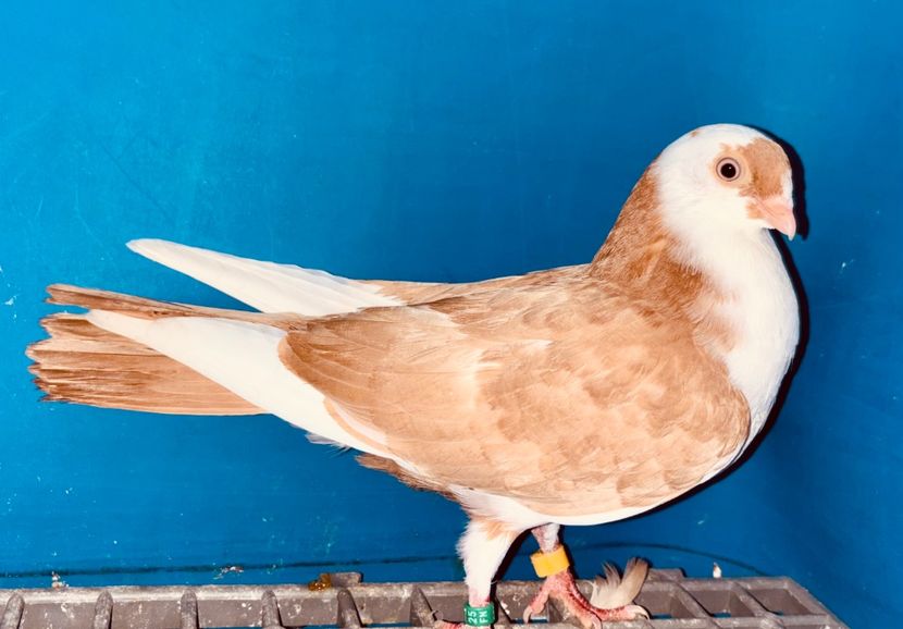 5049  Mascul  2025_1 - tineret 2025