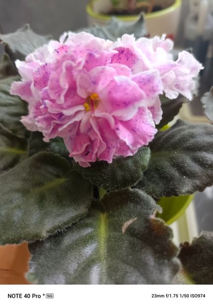 Mai 2025 - LE ROZMARI