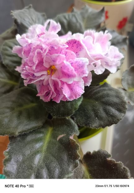 Mai 2025 - LE ROZMARI