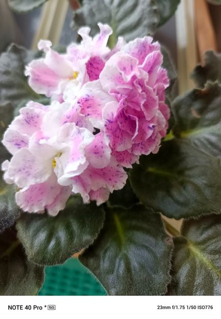 Mai 2025 - LE ROZMARI