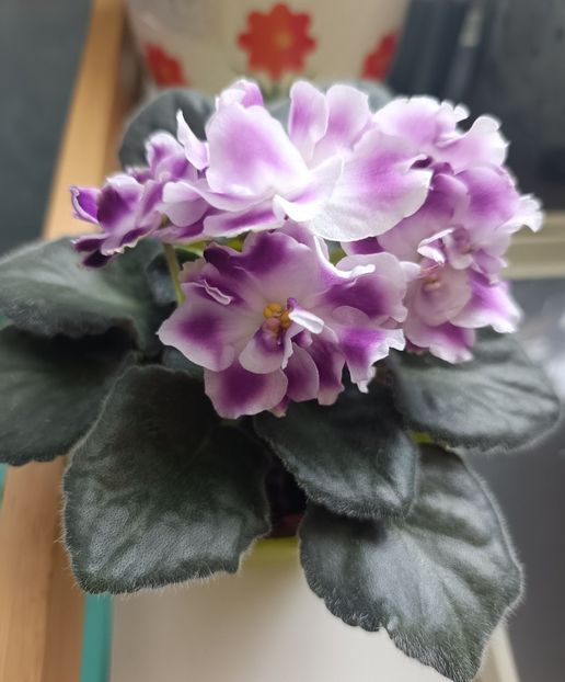 Mai 2025 - RS DIKIJ LES